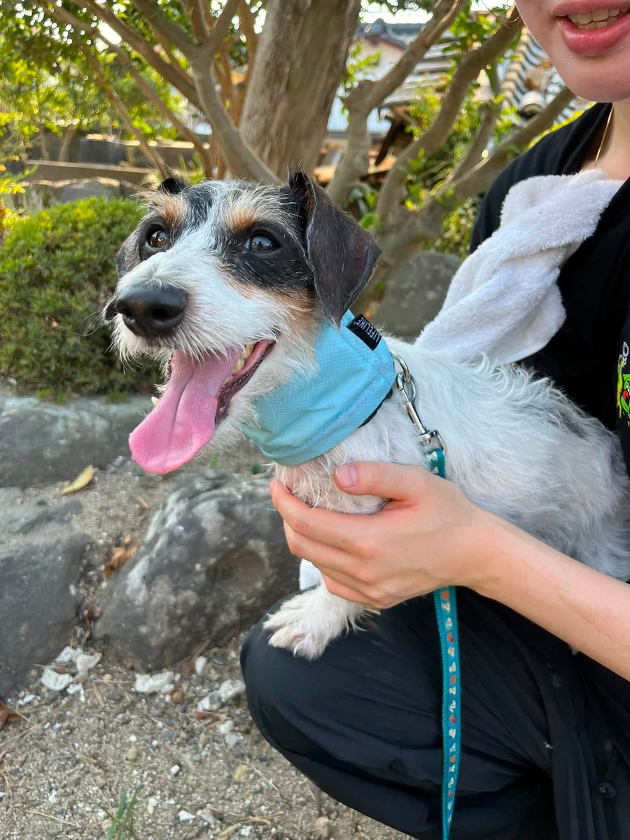 ____Usa's tweet photo. 【取り残された犬の救助】

熊本は毎日晴れて、暑い日が続いています。
昨日は40度まで上がりました。

昨日から、全壊の家の中に取り残されている犬の救出活動に入っています。
朝から18時くらいまで救出活動し、その後の暗い時間は脱走した犬や猫たちの捜索活動をしています。
現在10件の捜索依頼があります。

昨日は、犬の救助活動に、重機の応援が来てくれました。
全壊の家の中に取り残された、小さな小さな命…
たくさんの人が無事を祈ってくれています。
お友達だったワンちゃんも応援に来てくれ、残されている子に届くようにたくさん鳴いてくれました。

今日も今から捜索にはいります。
見つかりますように…
頑張ります。