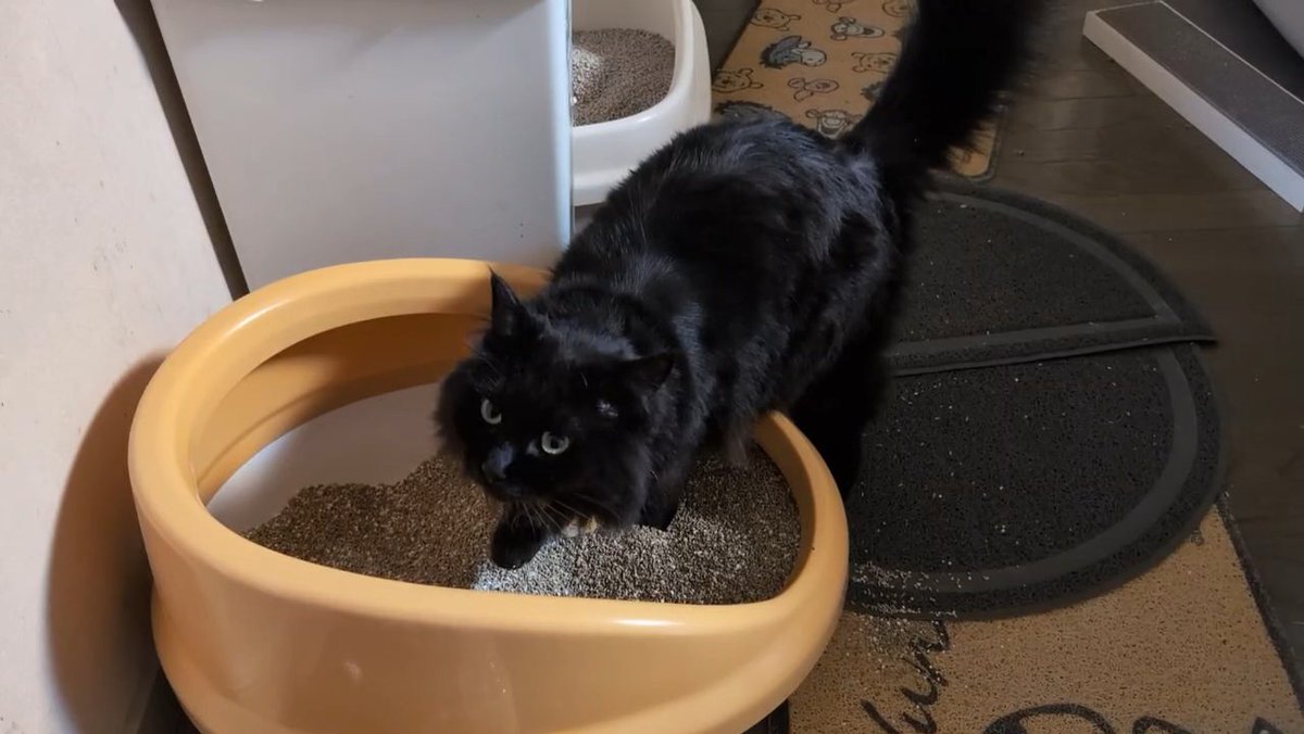 SskNo1's tweet photo. 新しい猫砂のトイレにを恐る恐る入る、猫のもずく。

2にゃんネルのYouTubeチャンネルはこちら→( link: https://t.co/f1qKlNWuMN)  #猫 #ねこ #ネコ #猫のいる暮らし #猫好きさんと繋がりたい #cat #保護猫 https://t.co/KwzpLJdxHR
