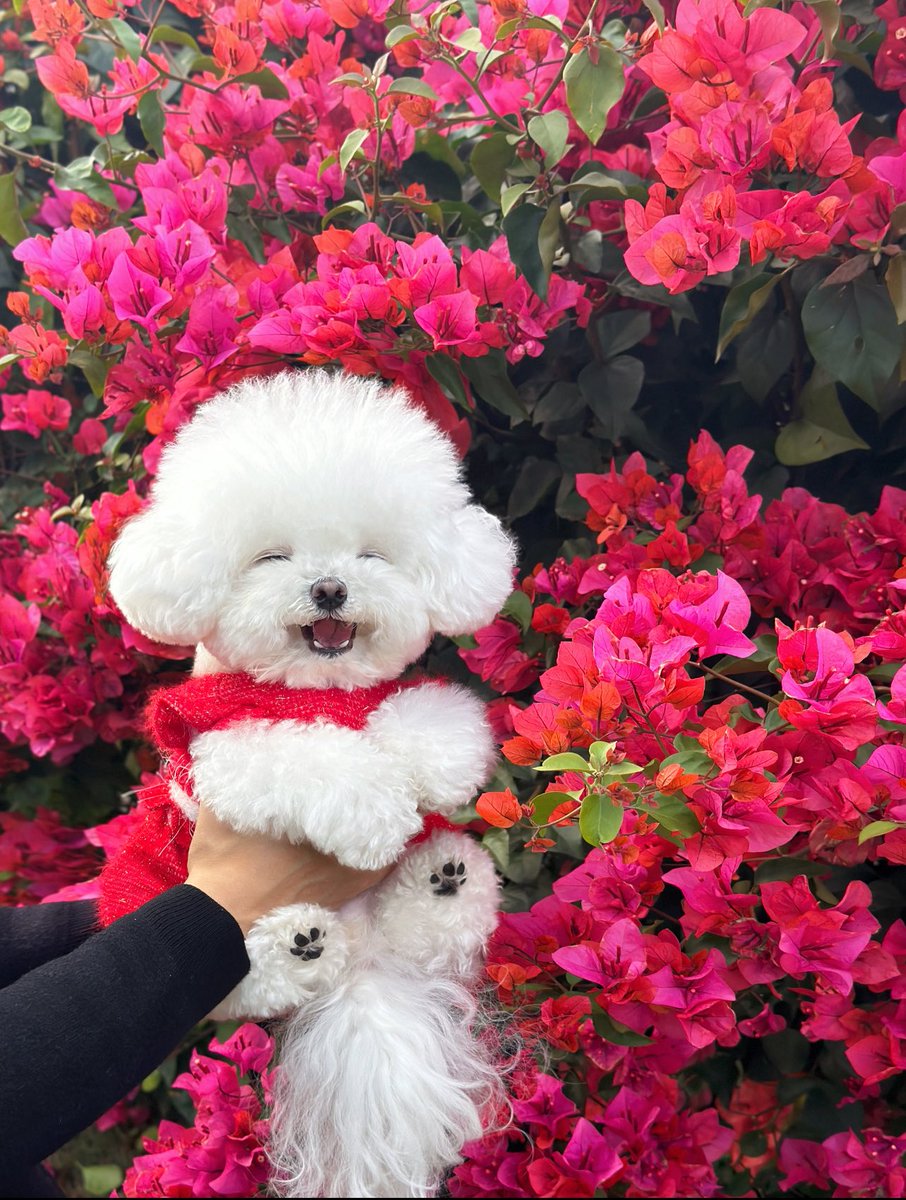 wanparadawan's tweet photo. 「犬元気してる？」と実家の母にラインしたら送られてきた写真 https://t.co/Drs26NyzPD