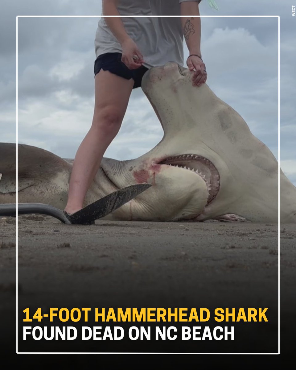 KCBD11's tweet photo. ‘Once in a lifetime’: 14-foot hammerhead shark found dead on North Carolina beach >> https://t.co/1oLXOmSTb7 https://t.co/u6RjGjtzNp