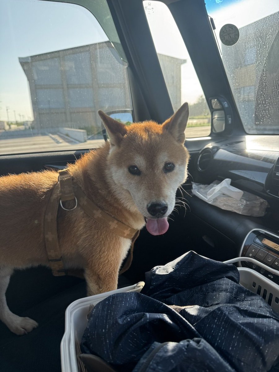 10sakamon0607's tweet photo. 拡散希望
みどりの南小中一貫校近く、常磐自動車道沿いで迷子犬を確保。警察へ届けます。 https://t.co/5TIhaT7Hei