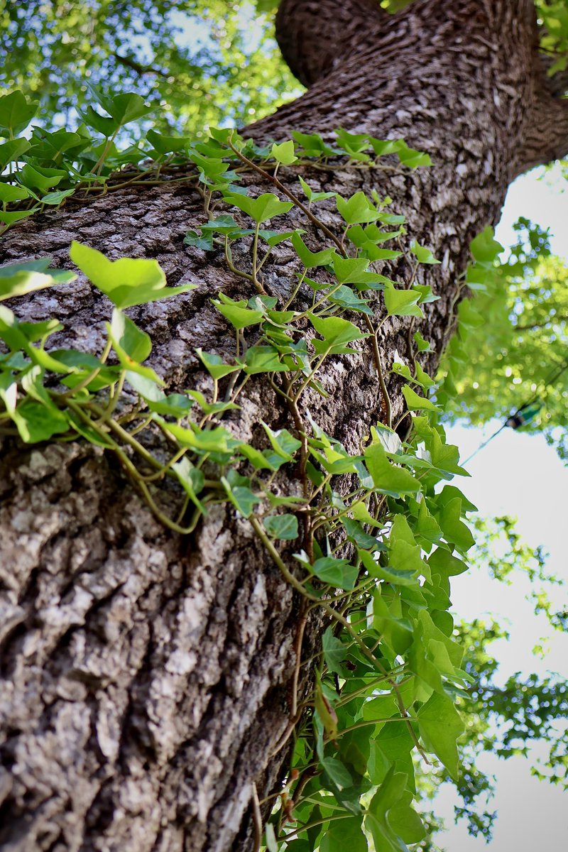shotbyNicci's tweet photo. This serene photo captures common ivy Hedera helix climbing a tree trunk, illustrating the vine's natural habit of using aerial roots to reach sunlight. 

#photography #plantlife #explorepage #fyp #picoftheday https://t.co/HK83W18iOs