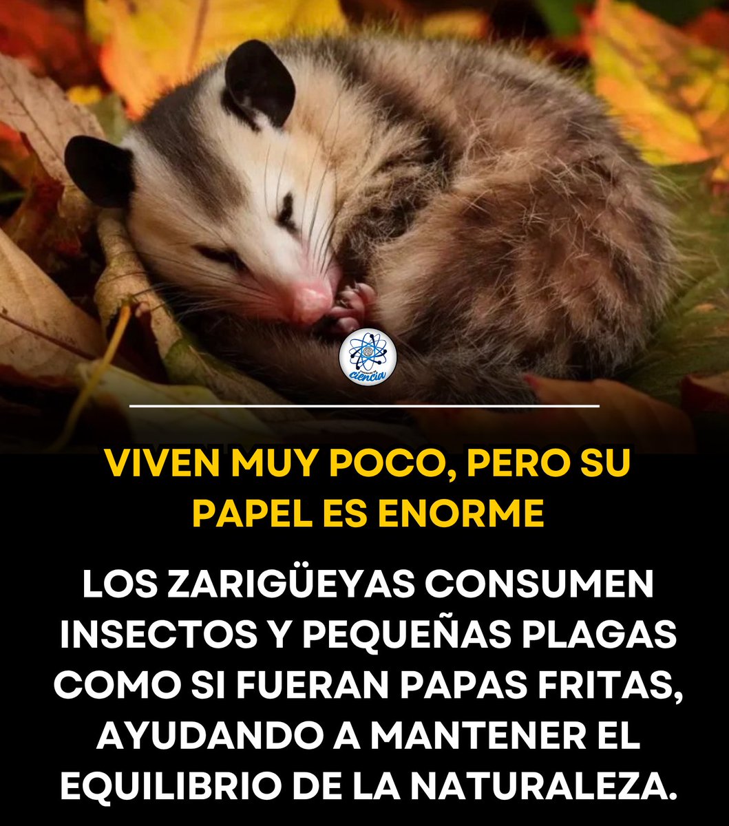 EnsedeCiencia tweet picture