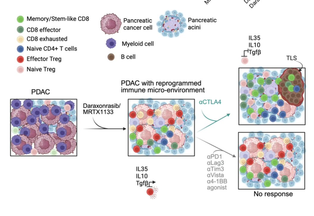 Aiims1742's tweet photo. New study @KalluriLab dissecting the mechanism behind why CTLA-4 blockade is effective combined with KRASi: 
Oncogenic Kras targeting with MRTX1133 or Daraxonrasib specifically synergize with anti-CTLA4 to promote anti-tumor immunity in #PancreaticCancer 
https://t.co/je00EWW65X https://t.co/nCs3E6D4qc