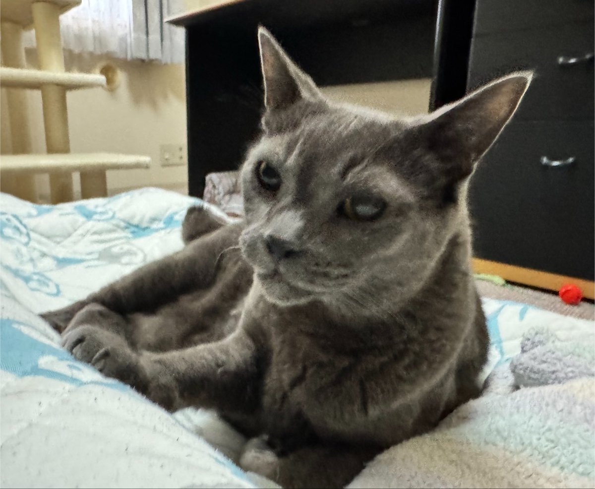 graycatmama's tweet photo. おはよう
にゃん吉くん、いってきます。 https://t.co/GAwRUUQfQ6