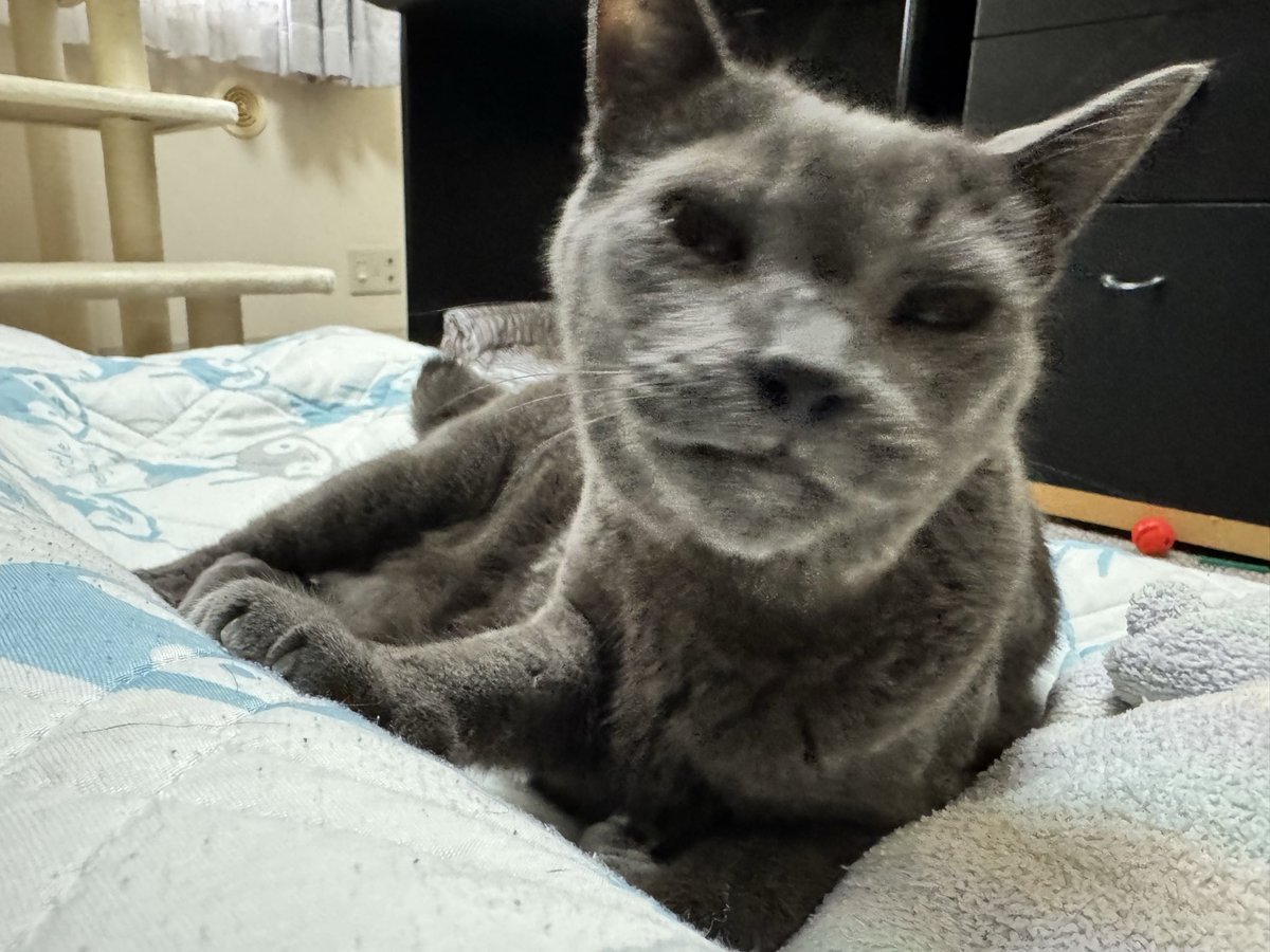 graycatmama's tweet photo. おはよう
にゃん吉くん、いってきます。 https://t.co/GAwRUUQfQ6