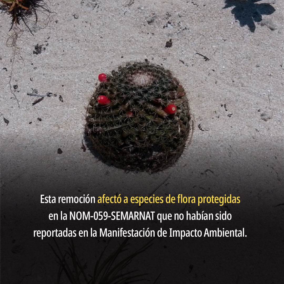 PROFEPA_Mx's tweet photo. 📍Yucatán | Derivado de las visitas de inspección, se determinó que existen hechos que constituyen infracciones a la Ley General de Desarrollo Forestal Sustentable y, en consecuencia, se impuso como medida de seguridad la clausura temporal total de las obras y se inició el procedimiento administrativo correspondiente.

👉🏼 Más detalles: https://t.co/KIjFkf7edk