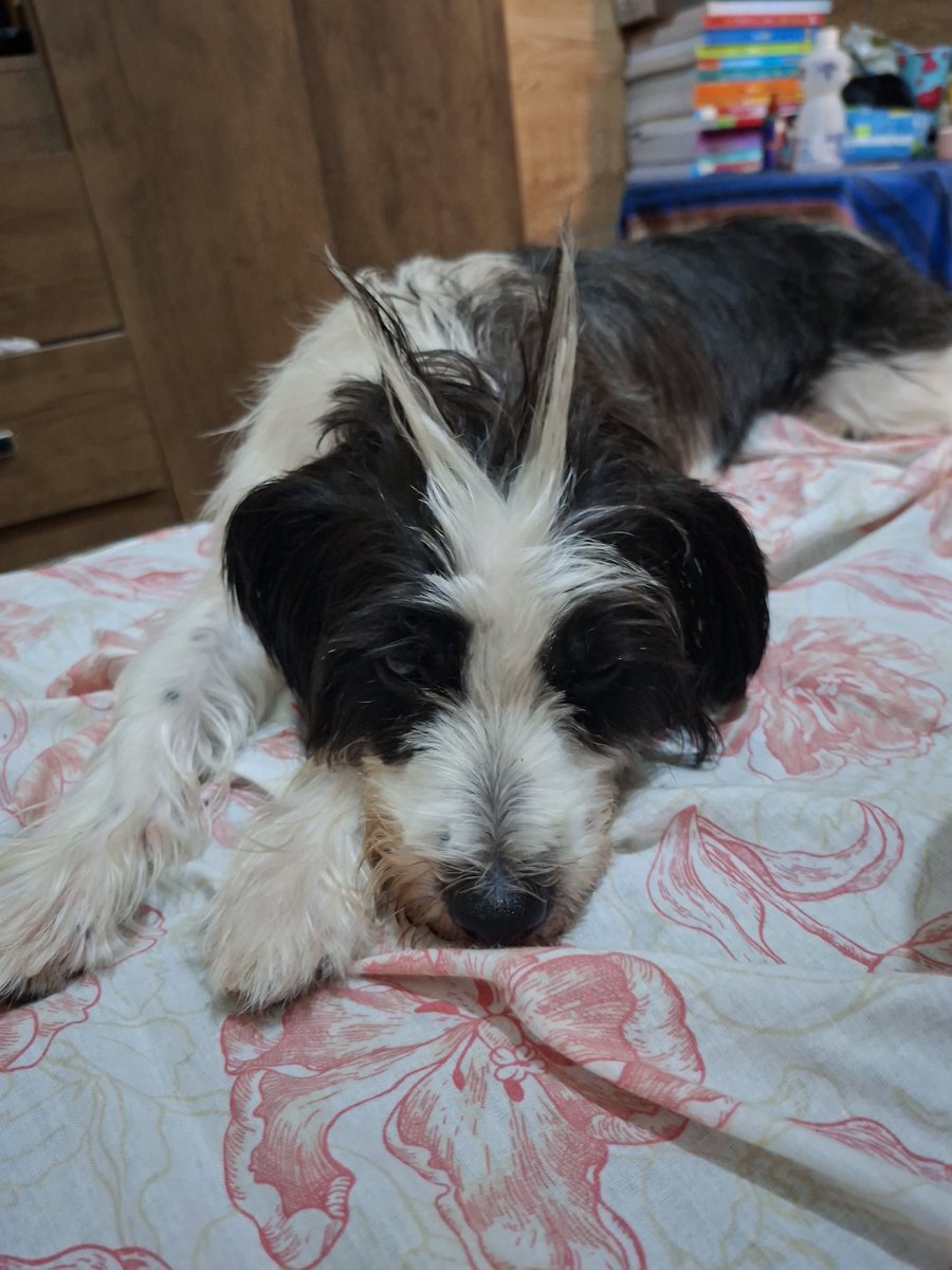 minhosttar's tweet photo. @yjgwife SIM NAJU, OLHA A MINHA CACHORRINHA, o pelo dela bem hidratado 💔 https://t.co/dxMzBiAsvZ