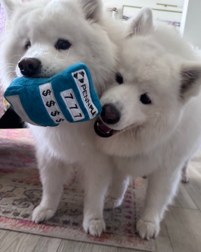 pennplay's tweet photo. August is #DogMonth, and we've got a special surprise on the way for the VIPs (Very Important Pups) of the family. 👀 Stay tuned —you and your pup won't want to miss what's rolling out soon. ✨

In the meantime, here are a few #PENNPaws pups to keep you entertained. https://t.co/qOPxjpRSTN