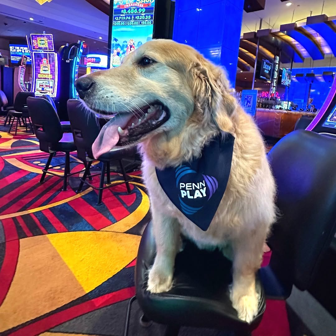 pennplay's tweet photo. August is #DogMonth, and we've got a special surprise on the way for the VIPs (Very Important Pups) of the family. 👀 Stay tuned —you and your pup won't want to miss what's rolling out soon. ✨

In the meantime, here are a few #PENNPaws pups to keep you entertained. https://t.co/qOPxjpRSTN