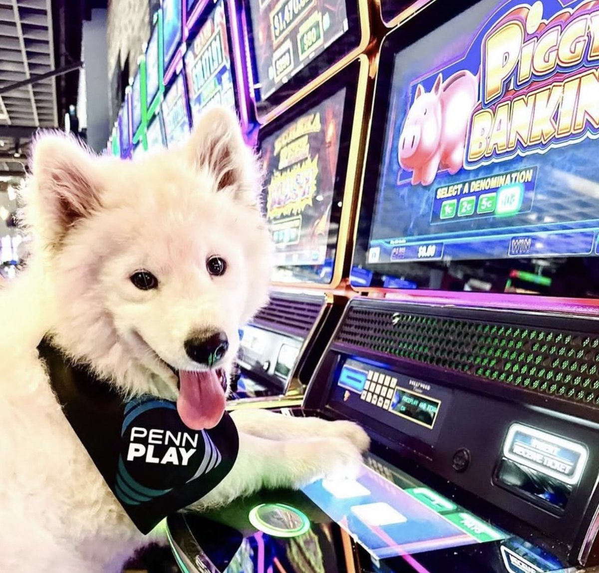 pennplay's tweet photo. August is #DogMonth, and we've got a special surprise on the way for the VIPs (Very Important Pups) of the family. 👀 Stay tuned —you and your pup won't want to miss what's rolling out soon. ✨

In the meantime, here are a few #PENNPaws pups to keep you entertained. https://t.co/qOPxjpRSTN