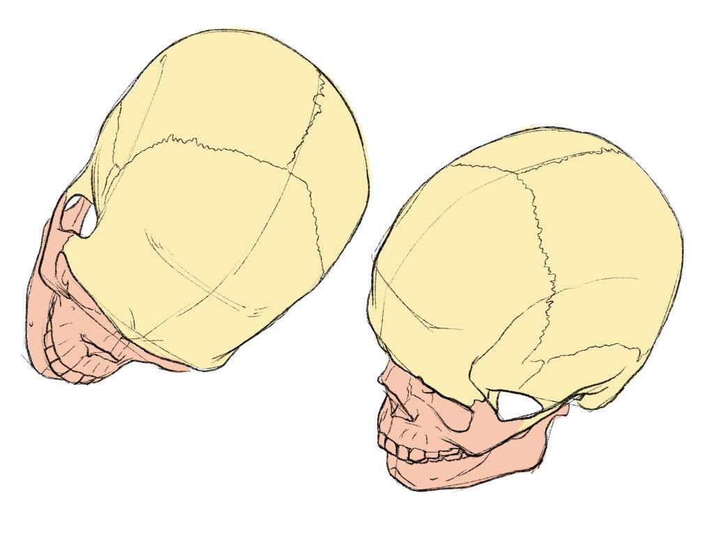 fznutri's tweet photo. Skull section. https://t.co/HsuGlh7vhe