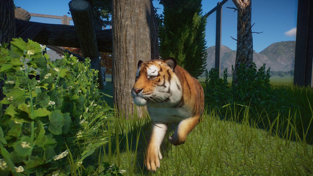 Nzyunkai's tweet photo. おはようございます！
今日はアムールトラです🐅 https://t.co/dQf5u3YRUS