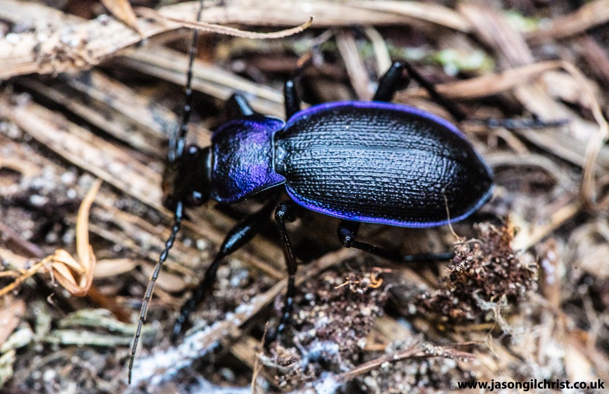 jgilchrist13's tweet photo. A beauty.
Ridged violet ground beetle.
Carabus problematicus.
Petershill Nature Reserve.
Bathgate Hills.
West Lothian.
Scotland.
#RidgedVioletGroundBeetle #Carabusproblematicus #beetle #macro #MacroHour #PetershillNatureReserve #Bathgate #BathgateHills #WestLothian #Scotland https://t.co/lWLbWgqgGX