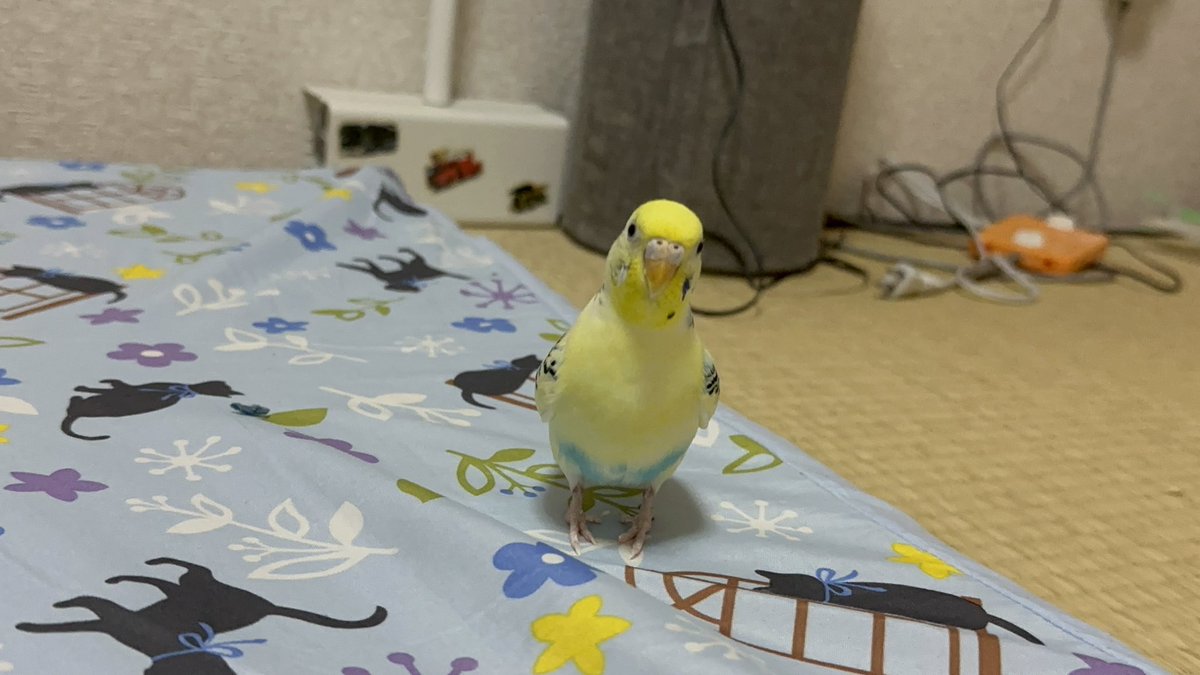 peeeeechannel's tweet photo. ロックオンされた😱 https://t.co/BBfgbICC46