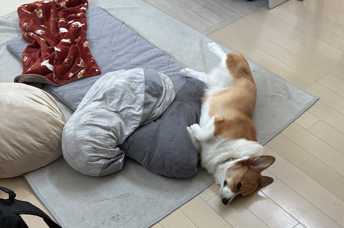 おはコーギー🐶 クッションと同化してるパンナさん🐶 #コーギー