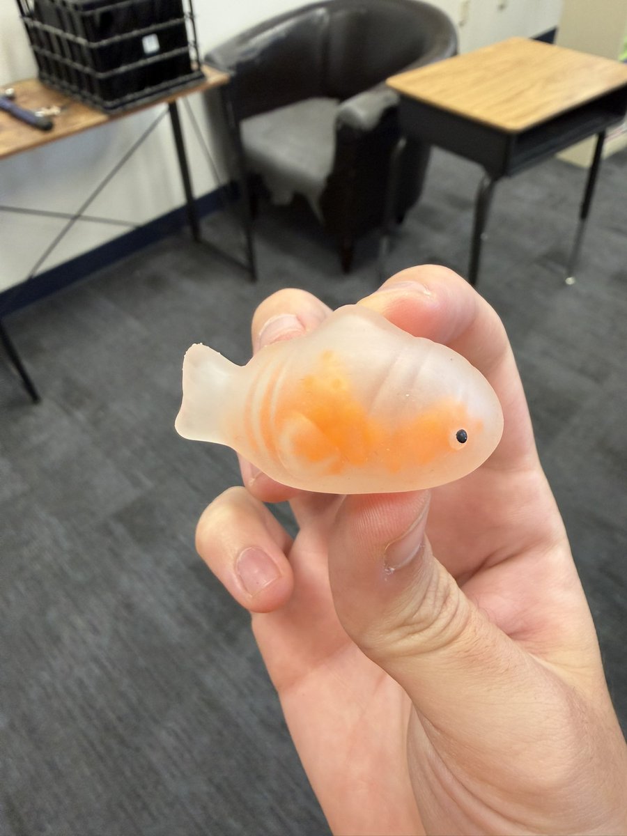 bluntastri's tweet photo. little orange fish thing 🤏🤏🤏 im naming him oscar https://t.co/HHxZ8AFFU3