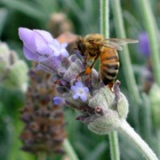AmyRose3's tweet photo. Keep your honeybees close by with a simple honeybee watering station - https://t.co/SacR9SwyEt #backyardhoneybees #backyardhoney #backyardbeekeeping #backyardbees #beneficialinsects #localfarming #ecofarming #backyardfarming #organicfarming #pollinatorgarden #homesteading https://t.co/nZuCpiU4Gd