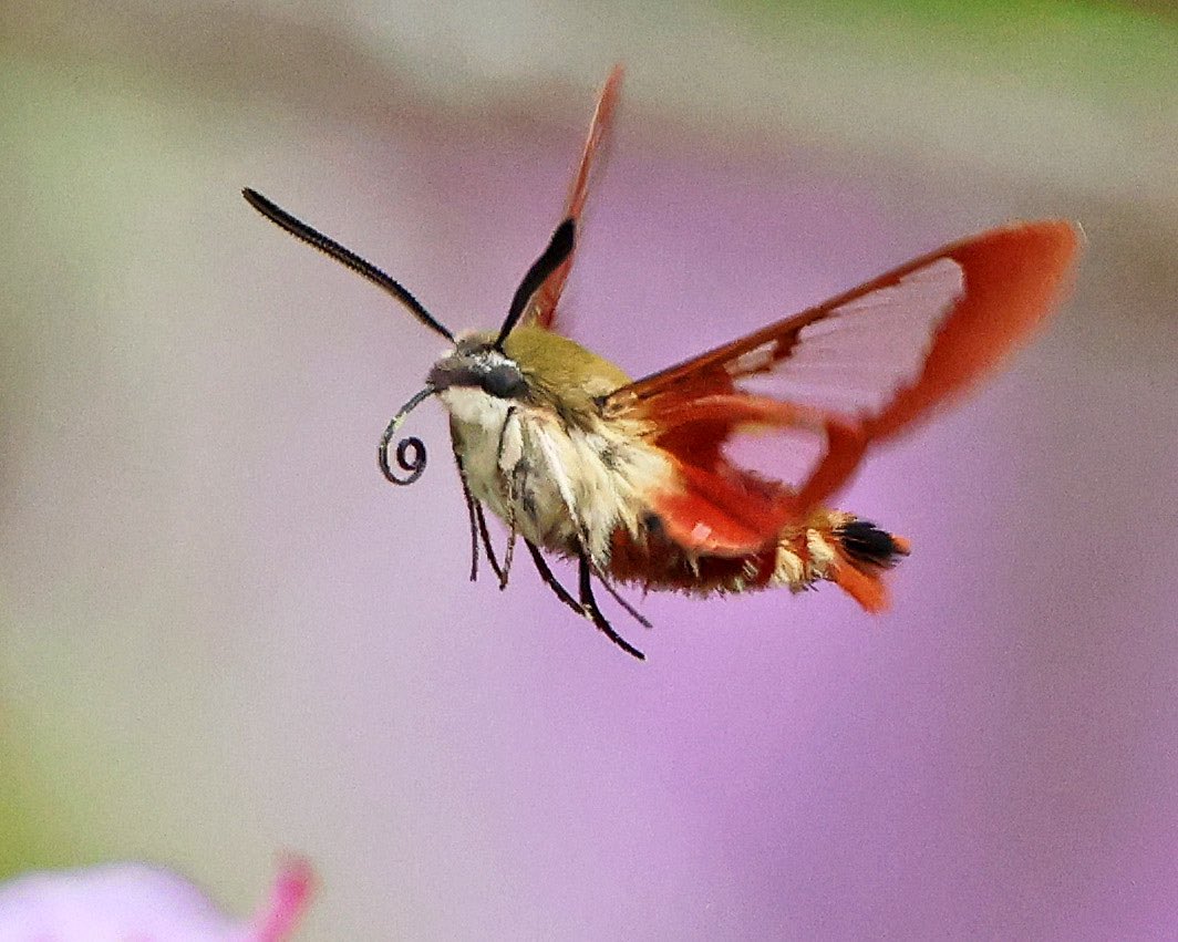 LeoPM20's tweet photo. The hummingbird clearwing moth #hummingbirdmoth #clearwing #clearwingmoth #moth @BirdQueens https://t.co/w8VsEZcFCG