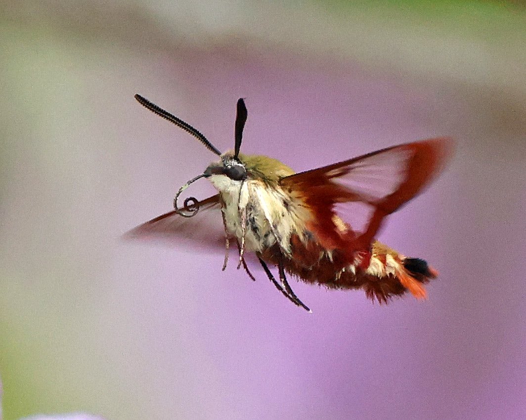 LeoPM20's tweet photo. The hummingbird clearwing moth #hummingbirdmoth #clearwing #clearwingmoth #moth @BirdQueens https://t.co/w8VsEZcFCG