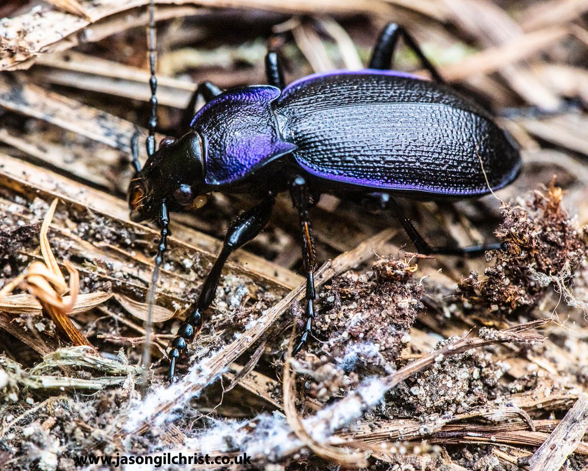 jgilchrist13's tweet photo. A beast (2-3cm).
Ridged violet ground beetle.
Carabus problematicus.
Petershill Nature Reserve.
Bathgate Hills.
West Lothian.
Scotland.
#RidgedVioletGroundBeetle #Carabusproblematicus #beetle #macro #MacroHour #nature #Bathgate #BathgateHills #WestLothian #Scotland #LoveBeetles https://t.co/ojwNAcytEa