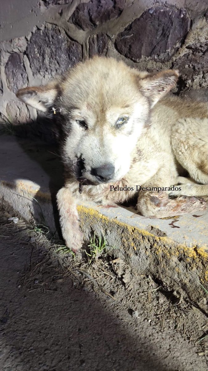 Plu2Desampara2's tweet photo. 🚨 ¡AYUDA URGENTE PARA UN PERRITO! 🚨

Nos reportaron a un perrito con la mejilla destrozada indican que supura pus con sangre con olor a descomposición, cara y cabeza hinchados, ya no se para ni se mueve ni para tomar agua, se desconoce que le sucedió o desde cuando esté en esta condición.

Aunque en este momento no cuento con los recursos económicos, ya voy en camino por él. No puedo dejarlo sufrir más. Tengo la esperanza de que, como en otras ocasiones, nuestros seguidores nos ayudarán a darle la oportunidad de salvar su vida.

De manera urgente necesitamos cubrir:
🐾 Consulta.
🐾 Placas de rayos X.
🐾 Colocación de suero.
🐾 Medicamentos.
🐾 Días de internamiento.
🐾 Citología. 
 
Aún no podemos hablar del costo total, ya que primero es indispensable realizar la valoración médica y los estudios para que nos proporcionen un diagnóstico y una cotización.

🙏 Cada peso cuenta y puede marcar la diferencia entre el dolor y una nueva oportunidad de vida.

Si deseas apoyarnos, por favor envía tu donativo y mándanos tu comprobante por mensaje vía WhatsApp al 5538007358 con la palabra "OSITO", para poder rastrear, confirmar y contabilizar tu apoyo correctamente.

Gracias por no ser indiferentes. Hoy este ancianito nos necesita más que nunca. 🩷🐾 seamos su voz. 

💜 𝗠𝗜𝗙𝗘𝗟  01600393320  Clabe 042180016003933208 a nombre de Peludos Desamparados A.C

 💜 𝐁𝐀𝐍𝐀𝐌𝐄𝐗  
 Transferencia 002180700830813588  

💜 𝗕𝗔𝗡𝗖𝗢 𝗔𝗭𝗧𝗘𝗖𝗔 
Cuenta 97911302924642 
Clabe 127180013029246428 
Tarjeta 4027 6658 2579 4861  
Jacqueline Baca  

💜 𝐓𝐀𝐑𝐉𝐄𝐓𝐀 𝐍𝐔 
Trasferencia 638180010151230124
Jacqueline Baca.

💜 𝗕𝗔𝗡𝗖𝗢𝗠𝗘𝗥 4098 5130 2280 5896
💜 𝗕𝗔𝗡𝗖𝗢𝗠𝗘𝗥 4098 5130 1897 8491    

💜 𝗢𝗫𝗫𝗢  2242170420476810  

💜 𝗣𝗔𝗬𝗣𝗔𝗟 https://t.co/fjn4sBkpyx
(PayPal  cobra comisión y lo descuenta de lo enviado y entrega en 4 a 6 días hábiles.)