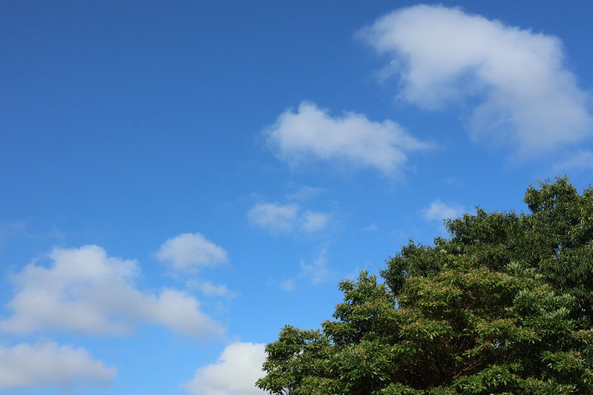 tanoppe7's tweet photo. おはようございます。川崎市北部は朝から晴れて気温24.7℃。涼しい風が流れています。
#イマソラ #ヒルガオ #百日草 #zinnia https://t.co/mPUIl5n7XN