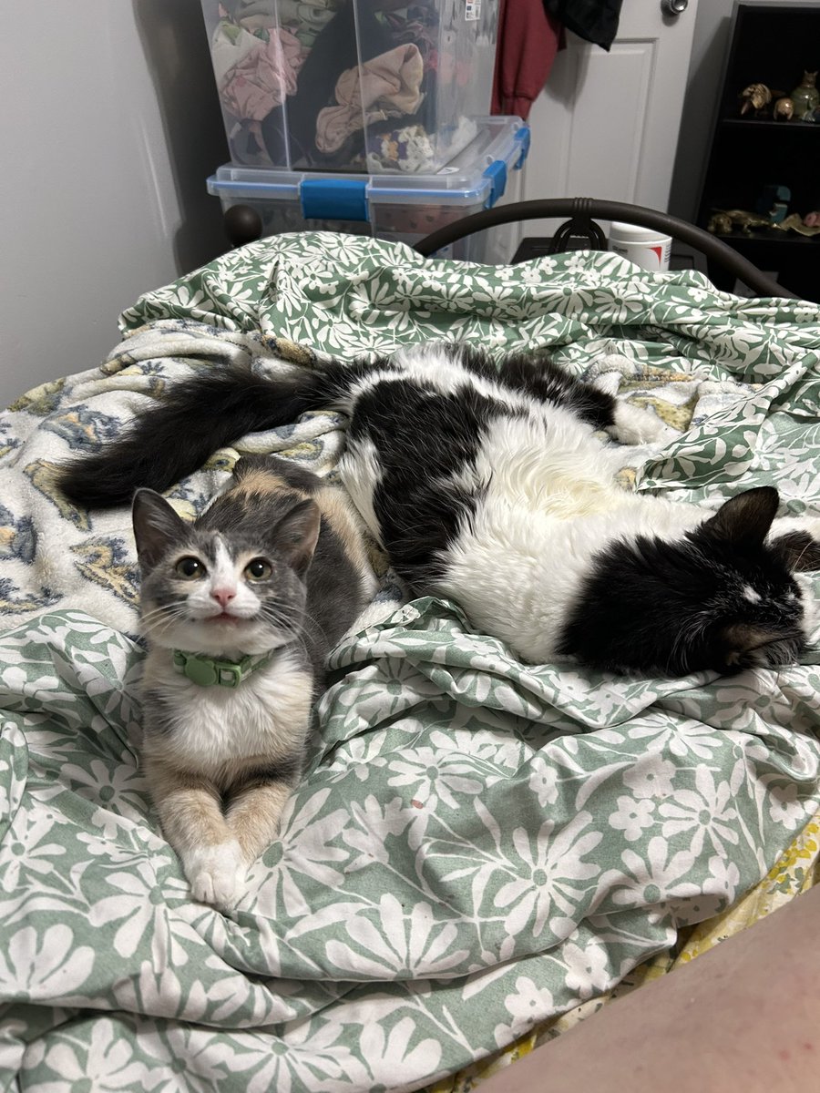 monkey & zoe ❤️ oreo 🌈 tweet media