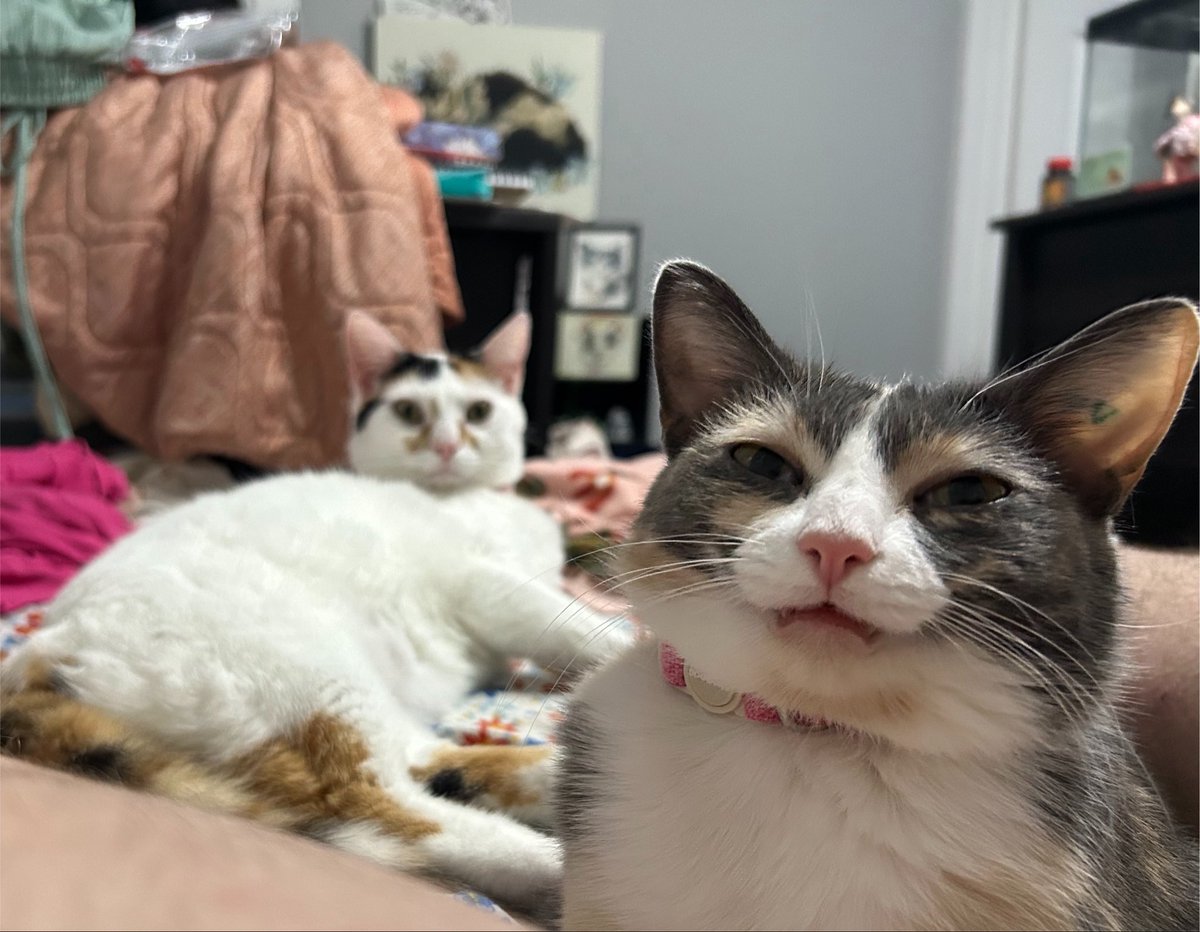 monkey & zoe ❤️ oreo 🌈 tweet media