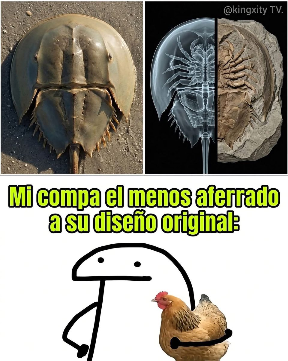 nacional_memes's tweet photo. 5 extinciones con el mismo skin y sigue jalando.

Cangrejo herradura 🐶 https://t.co/d8XEoDDwV2