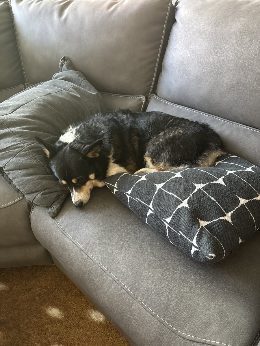 YourWesternDeco's tweet photo. Winston is facing serious health challenges, and the cost of his surgery could be overwhelming. Every donation helps cover his vet visits, surgery, and recovery. If you can, please consider contributing or sharing his story. Your support means the world. Thank you! https://t.co/TgIPSiOrq1
