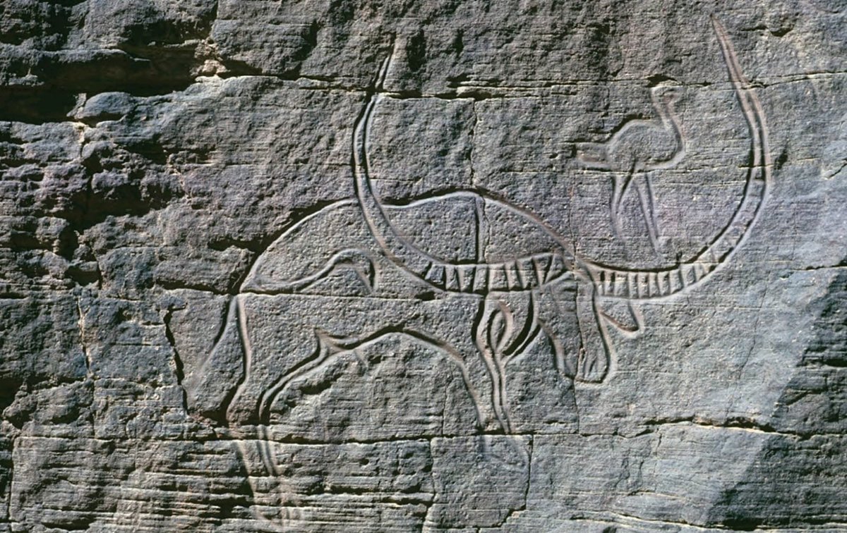 Miguel7sampaio's tweet photo. Nome científico: Syncerus antiquus

#AugustCaves
#AgostoCavernoso
#syncerusantiquus https://t.co/UbPvVRk83U