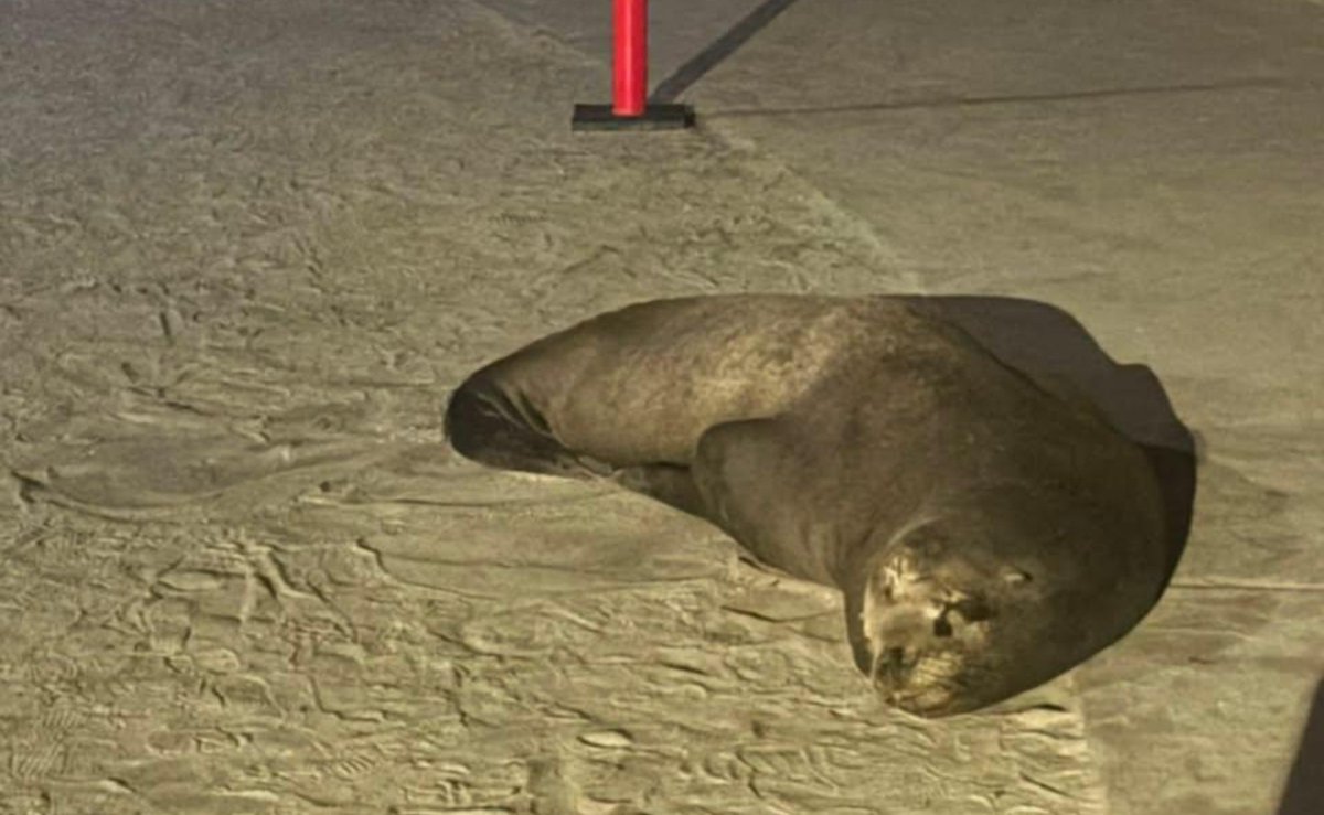 002vuce's tweet photo. My bf just compared me to a seal , is he trying to hint at something 💔 https://t.co/4yPDaquS6p