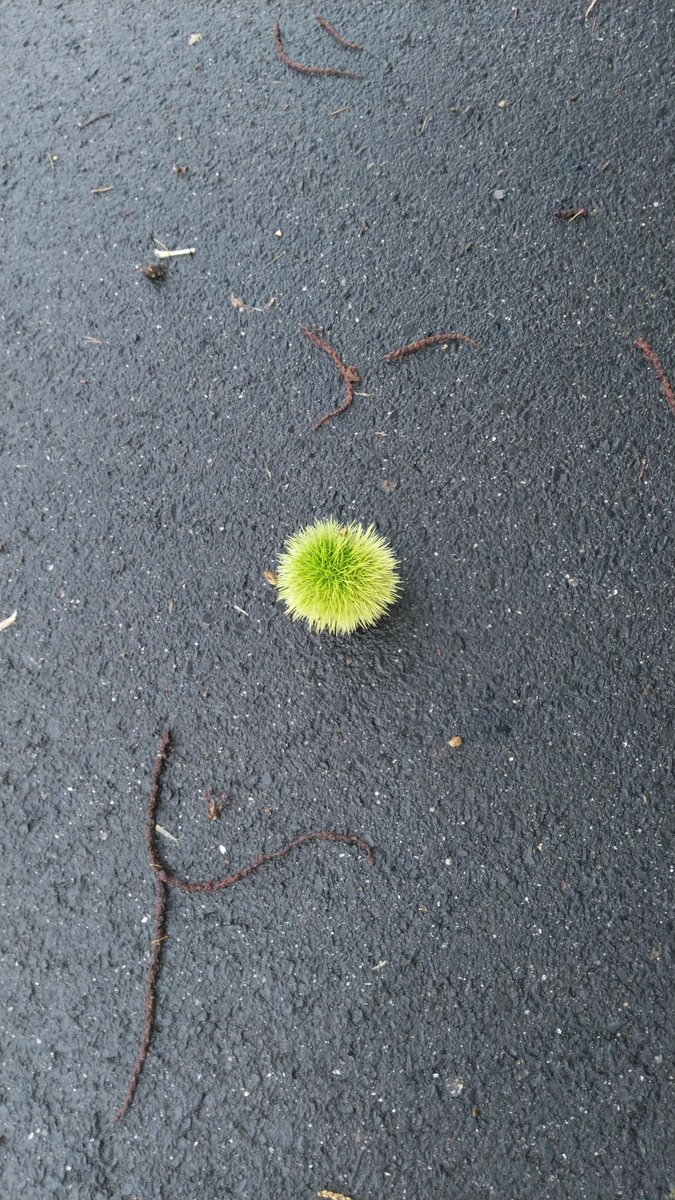 Jio940559's tweet photo. きょう の さんぽみち

草むらが、ガサガサしてたから
         (*ﾟдﾟ*)ﾊｯ!! ﾈｺﾁｬﾝ?!
と思ったら室外機でした。

おはようございます。 https://t.co/4H6HvUB2VO