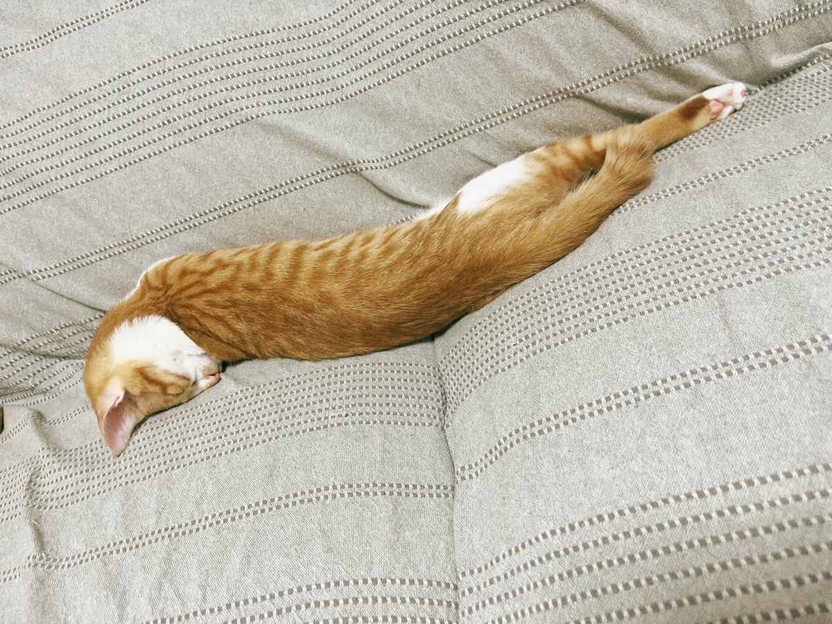 chairoi728's tweet photo. くび、大丈夫そうですか🫨

#猫のいる暮らし https://t.co/NAcjXIe9Ep