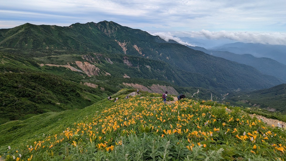 SakuraMatatabi's tweet photo. まる一ヶ月あいて、7月の白山へ

天空のお花畑がすごかった

黄色いのがニッコウキスゲ
ピンクのハクサンフウロも、地味にピンクの花って多くないので目立ってて可愛い
クロユリも初めて見た。意外とユリっぽくない

山頂からお池巡りして、テント場を覗いて下山
7月初旬はよいタイミングだった https://t.co/nvYSZEMBBz