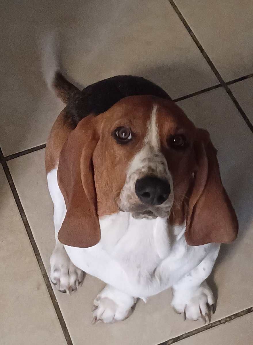 Alpacazaz's tweet photo. At any given time you can hear someone yell out HERMIE NO!!! Because she is doing some sort of dog crime, but she's literally just a girl so she def is getting off on all charges. https://t.co/hlQVq5UW1d