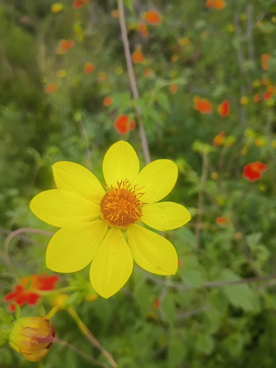 jungla_cdmx's tweet photo. Hoy visité el Espacio escultórico de la UNAM y me encontré en el paraíso de la flor nacional de México, la dalia. Nada más fíjense como cada flor compuesta tiene su distinta belleza, personalidad y poesía. 😍 Todas mis fotos son de la misma especie: Dahlia coccinea. La amo... https://t.co/zzsUteubGl