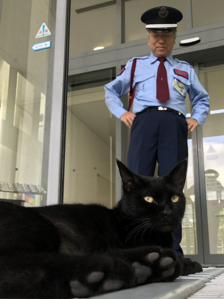 bijutsu1's tweet photo. 時をかける猫ねこ116 "Cats Who Leapt Through Time" (20170804) 

『コミック👮‍♂️🐈‍⬛ comic』ちょうど 9年前🎨2021年に出版された『警備員さんと猫』(KADOKAWA)の表紙を飾りましたニャ。#尾道市立美館 #尾道 #猫 https://t.co/iVWxgRBNQ6