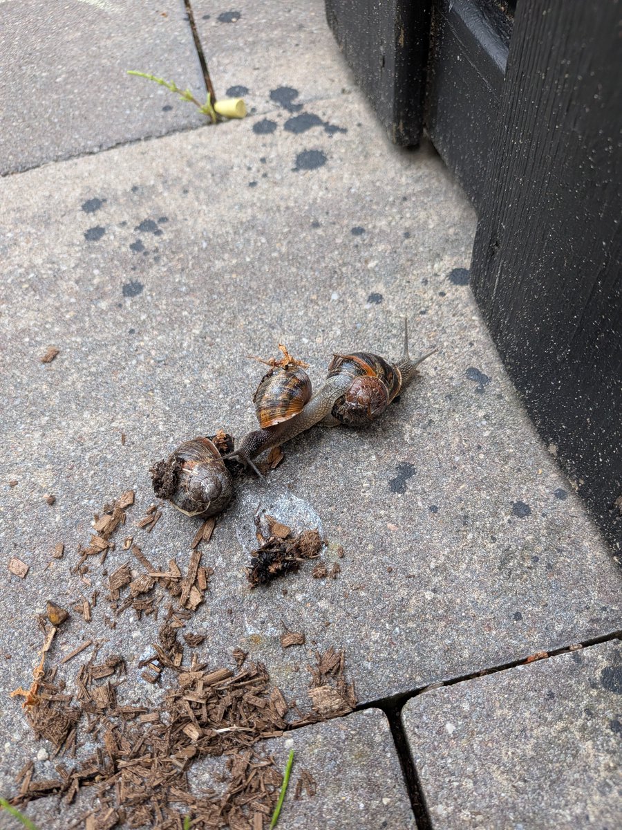 PutShortCallBuy's tweet photo. @gharkekalesh Ajay Snailwan .... In my backyard yesterday 😆 https://t.co/horsVj0z70