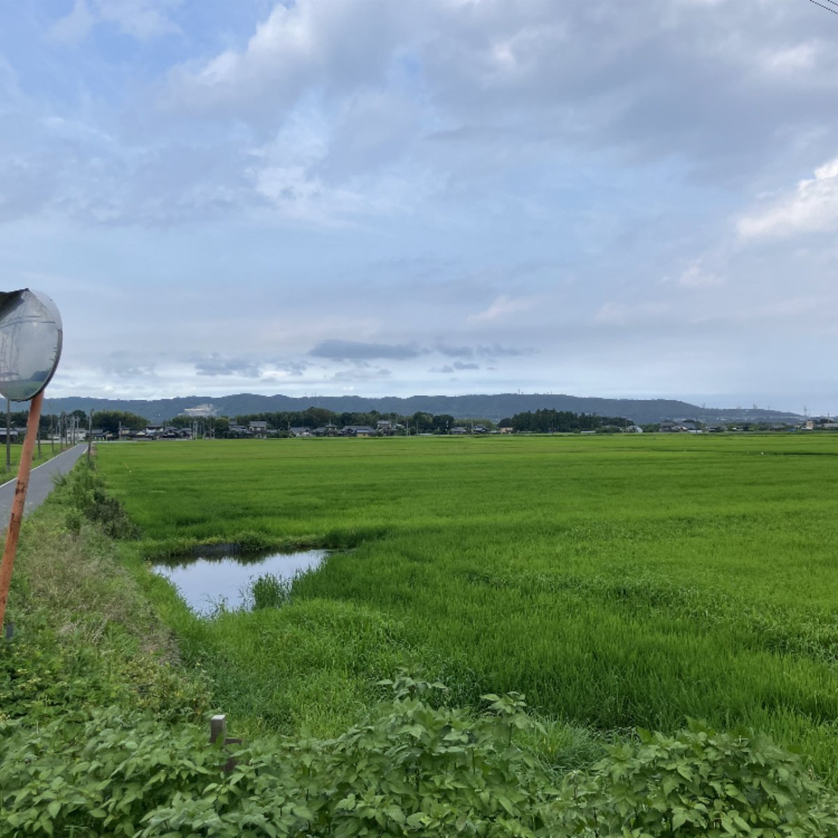 ftbpass12's tweet photo. おはようございます☀
探検924日目は、タガメの楽園より🌳

懐かしいなぁ。
童心に帰ると夢を思い出すもんだ。

ここで幻のタガメを探して
ずっと見つからなくてね。

あの頃の童心が今に繋がってる。
さぁ、探検して生きようか🤗 https://t.co/fktSNOwnIc