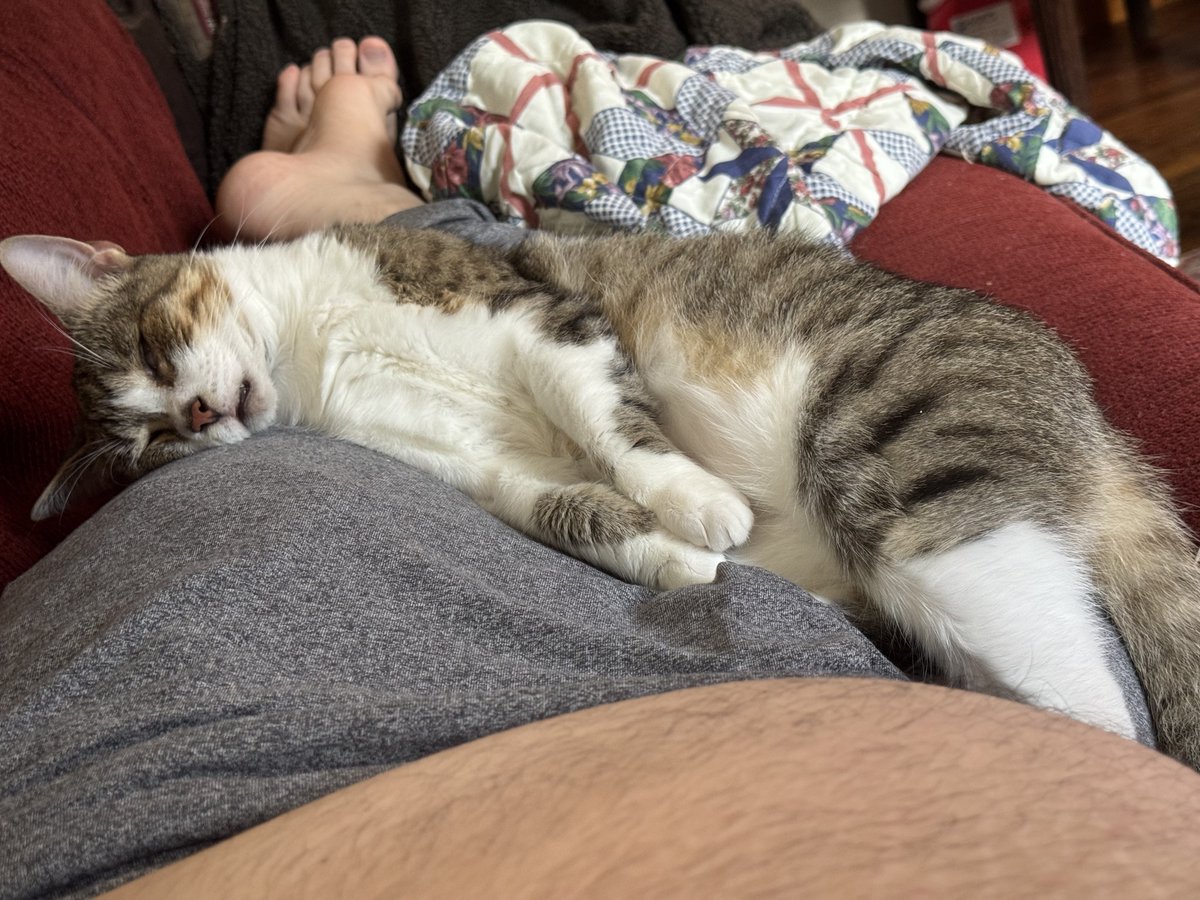 icewaterenjoyer's tweet photo. Felis catus more like felis chudus https://t.co/IRJaF3VPyp