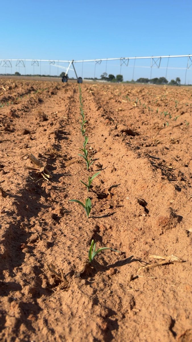 robertpstephens's tweet photo. Second crop corn is a go. #agtwitter #centraltx #txag #corn https://t.co/sEoV5RMGC9