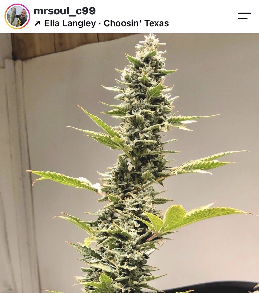 BrothersGrimmOG's tweet photo. Mota Hari #7 cola at only 6 weeks of 12/12 already HUMONGUS. This is the likely winner of our pheno hunt. -MrSoul https://t.co/sSD5cfQ9kz