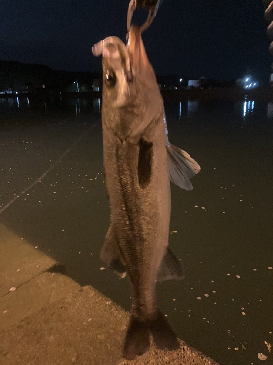 GetaLow_Mayu's tweet photo. #Fishman / Beams Lower 8.6L
#Shimano / Calcutta Conquest DC 100
#Coreman / VJ-16 https://t.co/986CILhLir