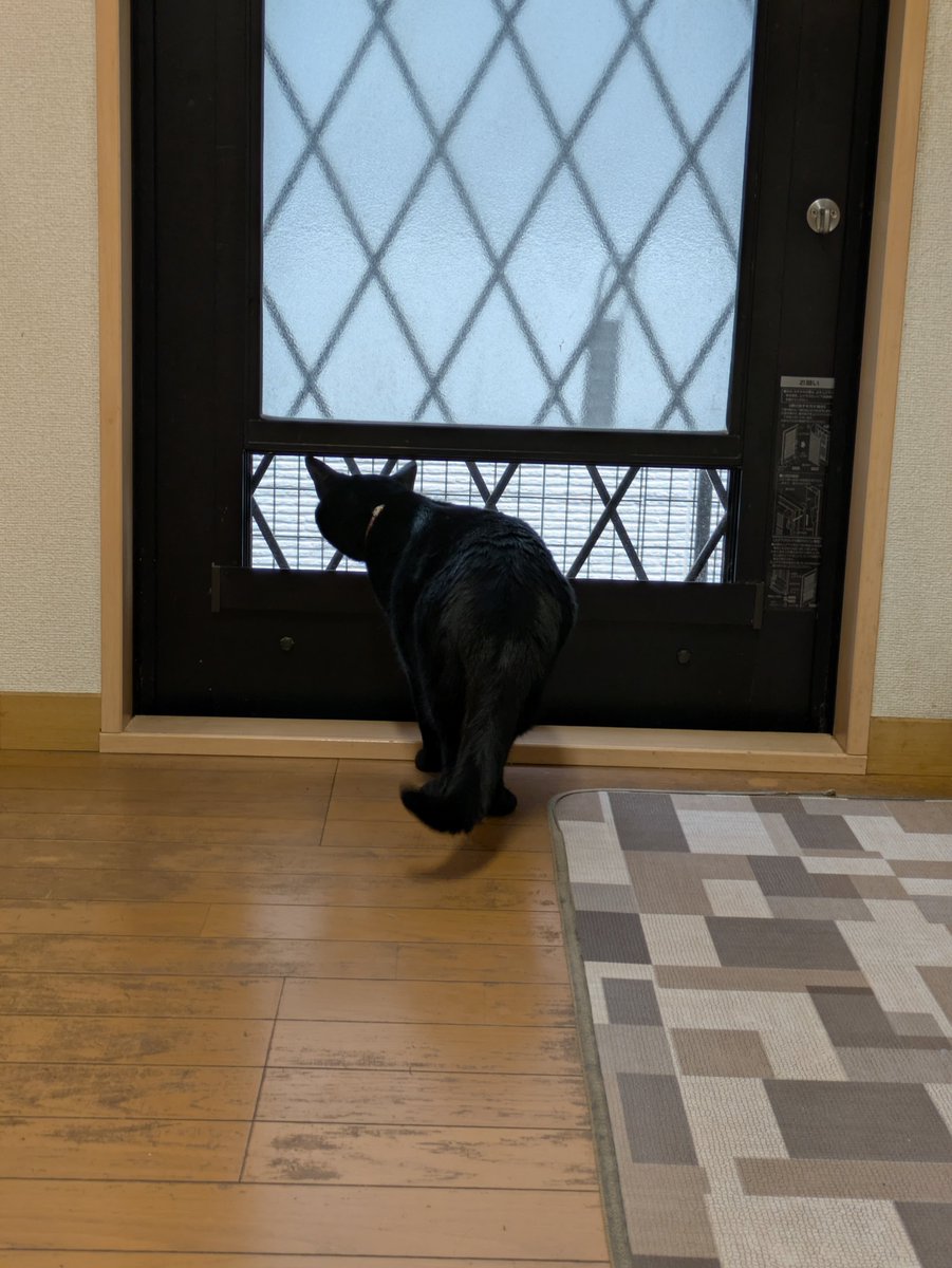 acconyanco's tweet photo. おはニャンございます。
お隣さんが通ったら小走りで見に行ったw
我が家のニャルソックは少しの動きも俊敏に察知して駆けつけます💨
本家にも勝る優秀な警備員です👍

#黒猫 #猫好きさんと繋がりたい #猫がいる幸せ https://t.co/jq42kBf0F0