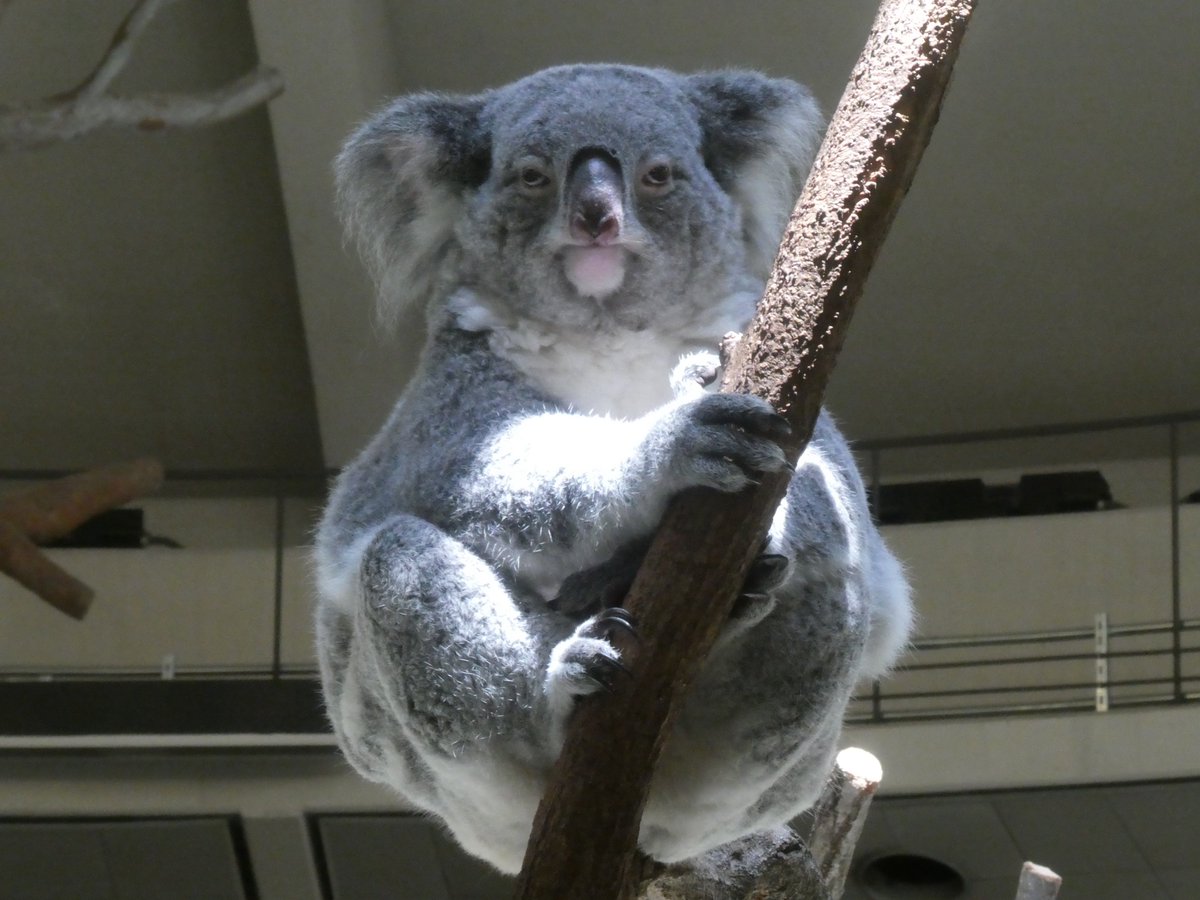 semushi0129's tweet photo. いつも見てるぞ
#きらら #コアラ #多摩動物公園 https://t.co/ypjpQ1ZYLl