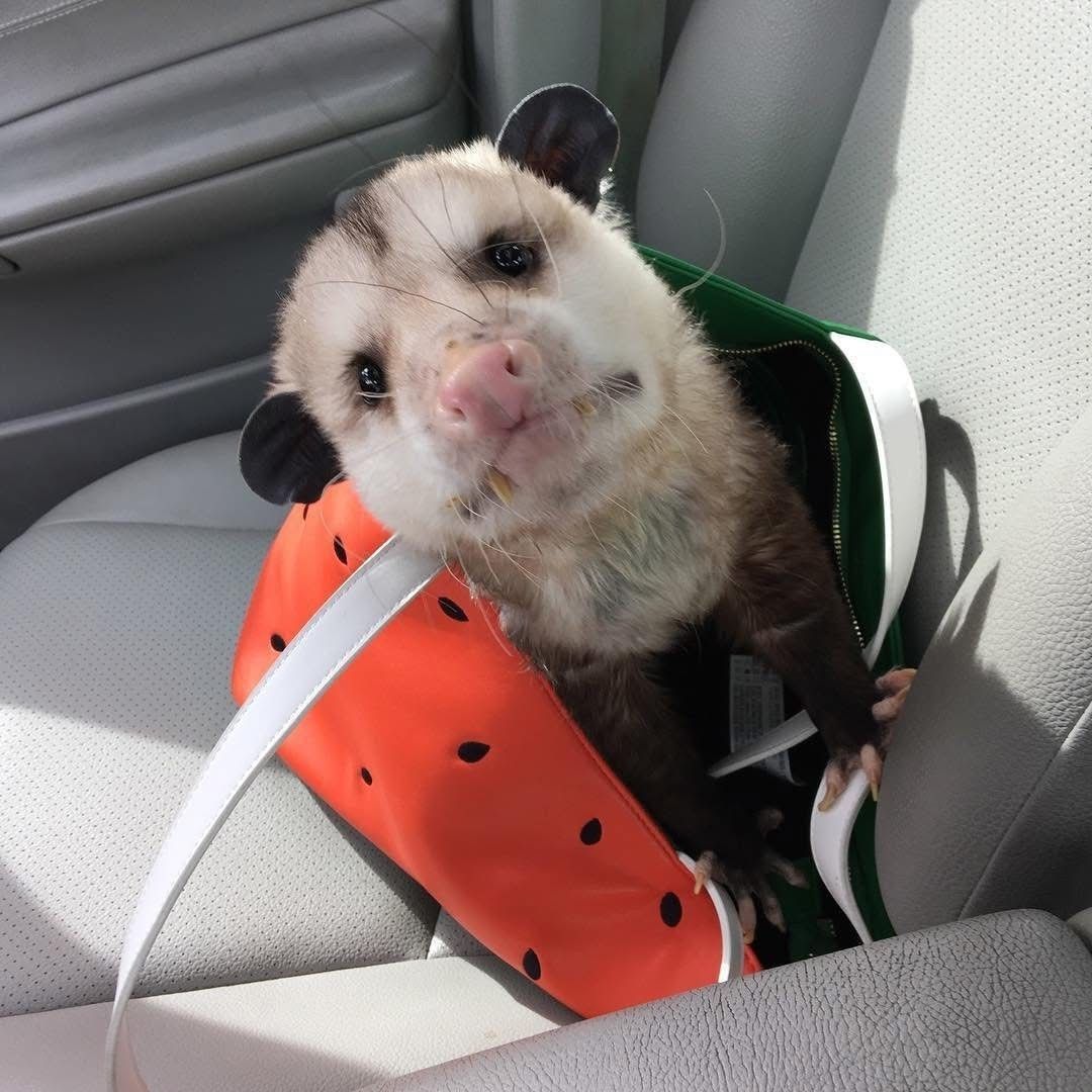 DeathPoss's tweet photo. Take me home, Sharon. https://t.co/t9VMVXb5DH