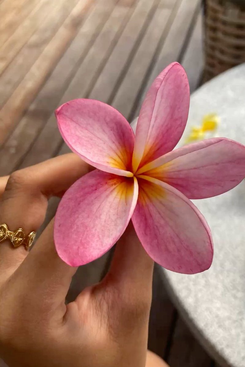 tarotdori's tweet photo. Şans çiçeği, bunu beğenirsen yarın çok güzel bir haber alacaksın .🌸💖 https://t.co/5FntHOoXkw