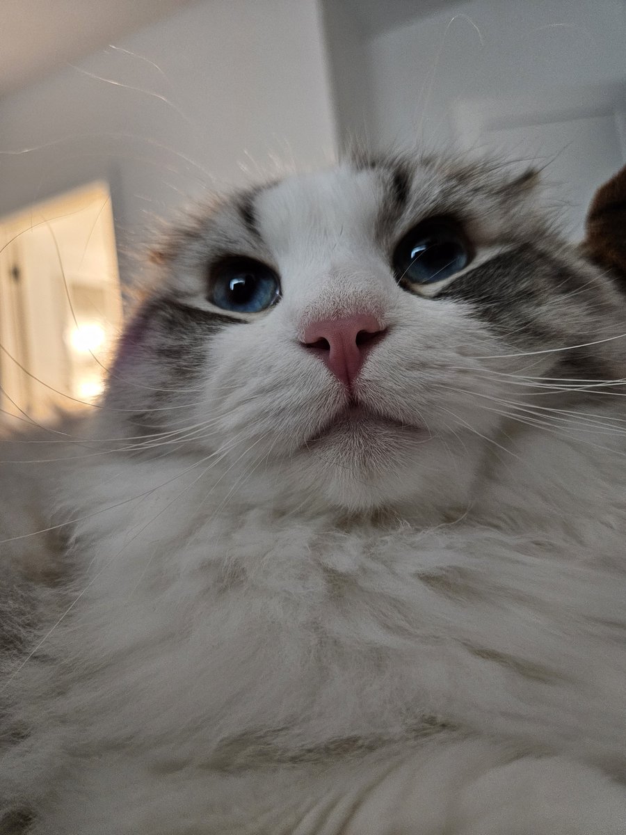 baejoo_chu's tweet photo. this is the face of a man that needs his dad to point at the kibble he dropped on the floor while ravenously eating his food https://t.co/sfv11S0vdM